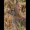 Rabbit 3