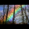 Rainbow<br/>Trees