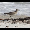 Redknot