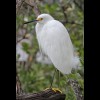 Snowy<br/>Egret 1