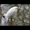 Snowy<br/>Egret 2