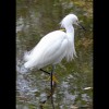 Snowy<br/>Egret 3