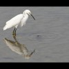 Snowy<br/>Egret 4