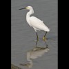 Snowy<br/>Egret 5