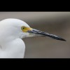 Snowy<br/>Egret 8