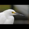 Snowy<br/>Egret 9