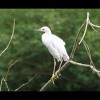 Snowy<br/>Egret 6