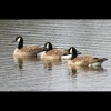 Three<br/>Canadian<br/>Geese