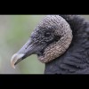 Black<br/>Vulture 1