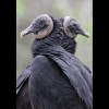 Black<br/>Vultures 2