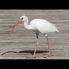 White<br/>Ibis 1