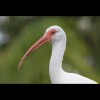 White<br/>Ibis 2