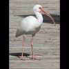 White<br/>Ibis 4