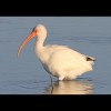 White<br/>Ibis 7