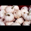 White<br/>Mini<br/>Pumpkins