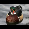 Male<br/>Wood<br/>Duck 1