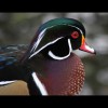 Male<br/>Wood<br/>Duck 3