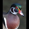 Male<br/>Wood<br/>Duck 4