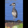 Yellow<br/>Crowned<br/>Night<br/>Heron