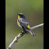 Yellow<br/>Rumped<br/>Warbler 2