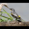 Yellow<br/>Rumped<br/>Warbler 3