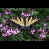 Yellow<br/>Swallowtail