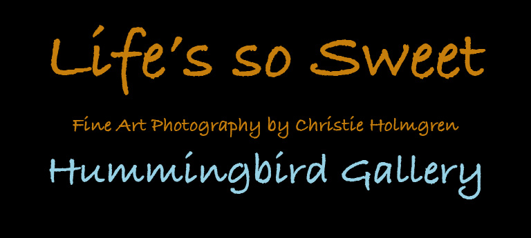 Hummingbird Logo