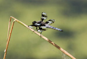 Insect Gallery