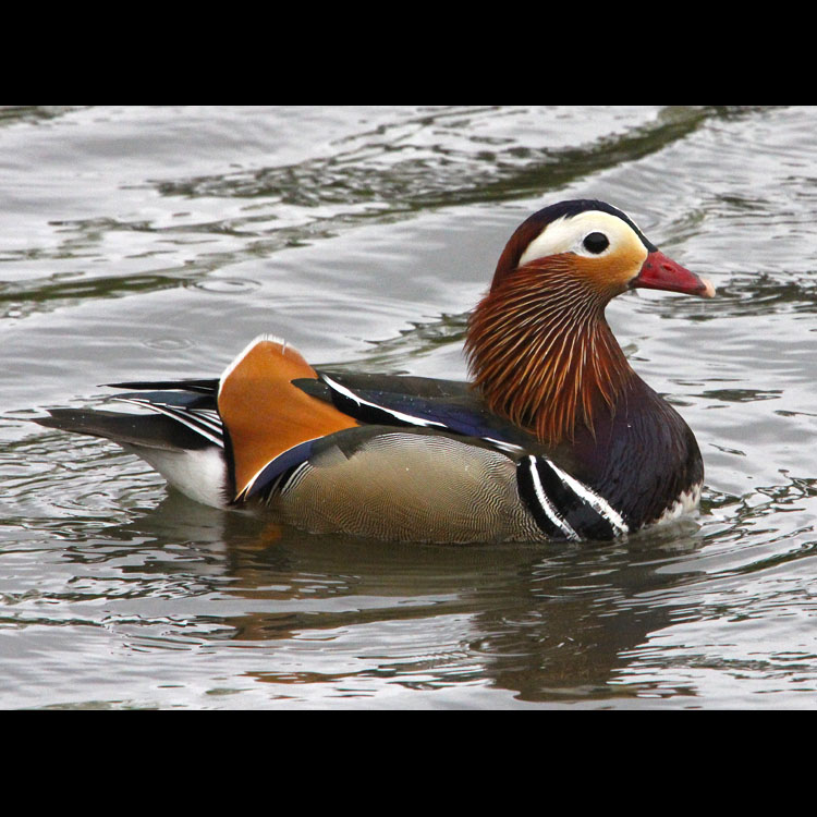 Ducks and
                          Grebes