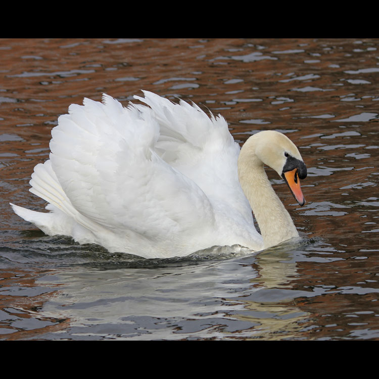 Mute Swans