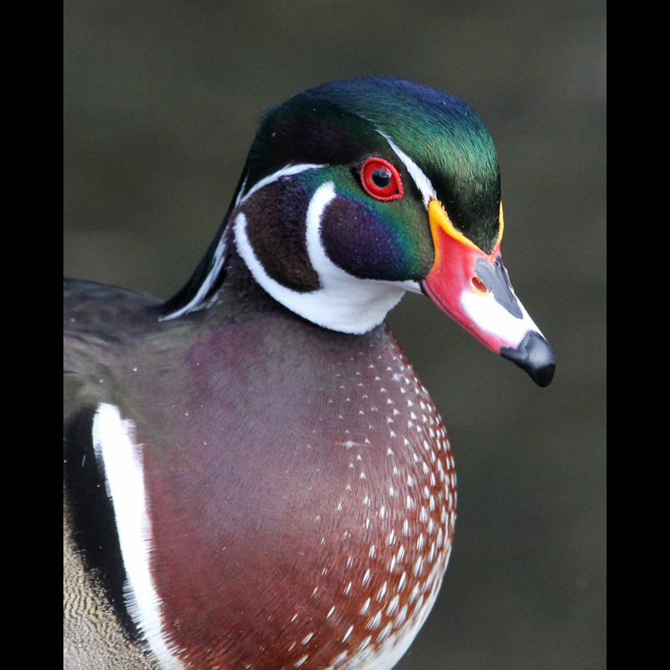 Wood Duck